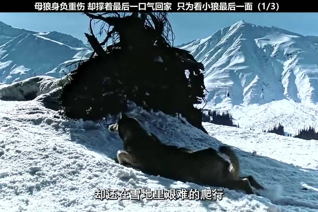 雪地黄金犬电影高清图片