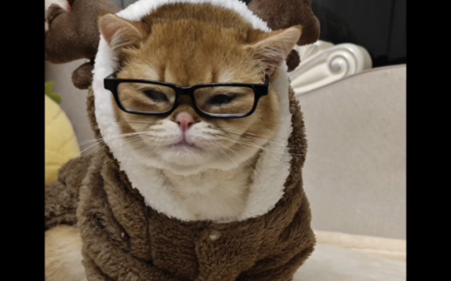 小猫咪中的博士大佬