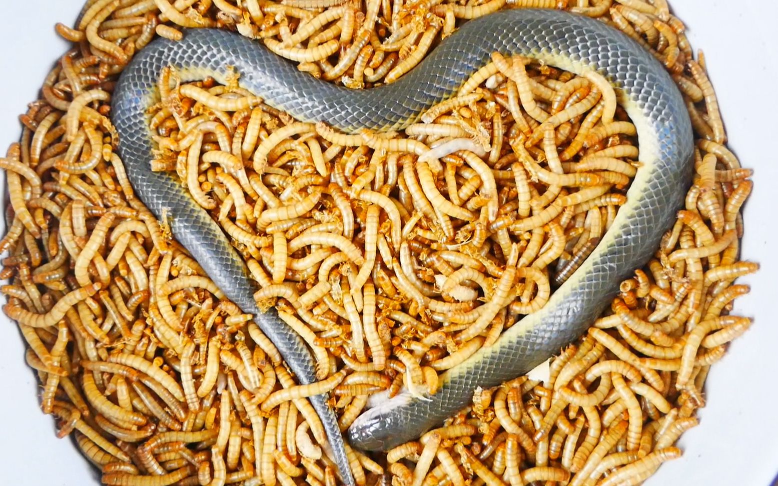 金边水蛇的功效与作用(金边水蛇:益气养血,滋阴润燥的药食同源)