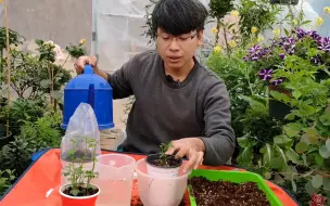 Скачать видео: 水插花卉生根零难度，但是移栽容易黑杆，主要是缺少这一步