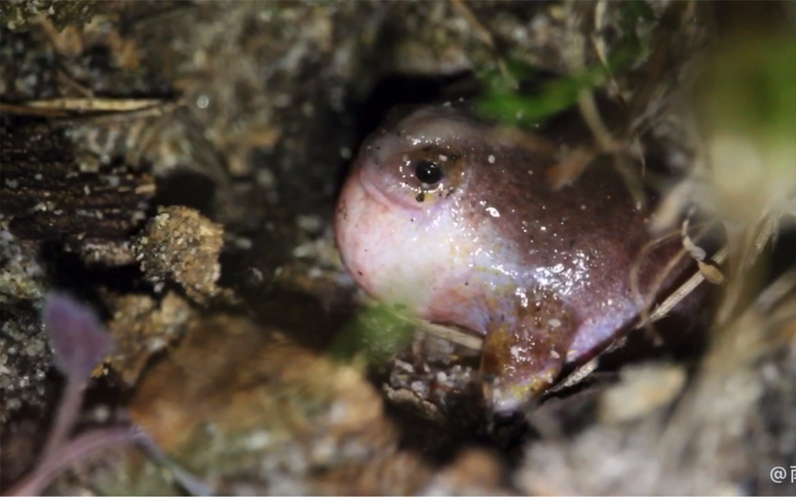 【全球最神秘的蛙类之一:古氏龟蟾的蛙鸣】世界罕见视频