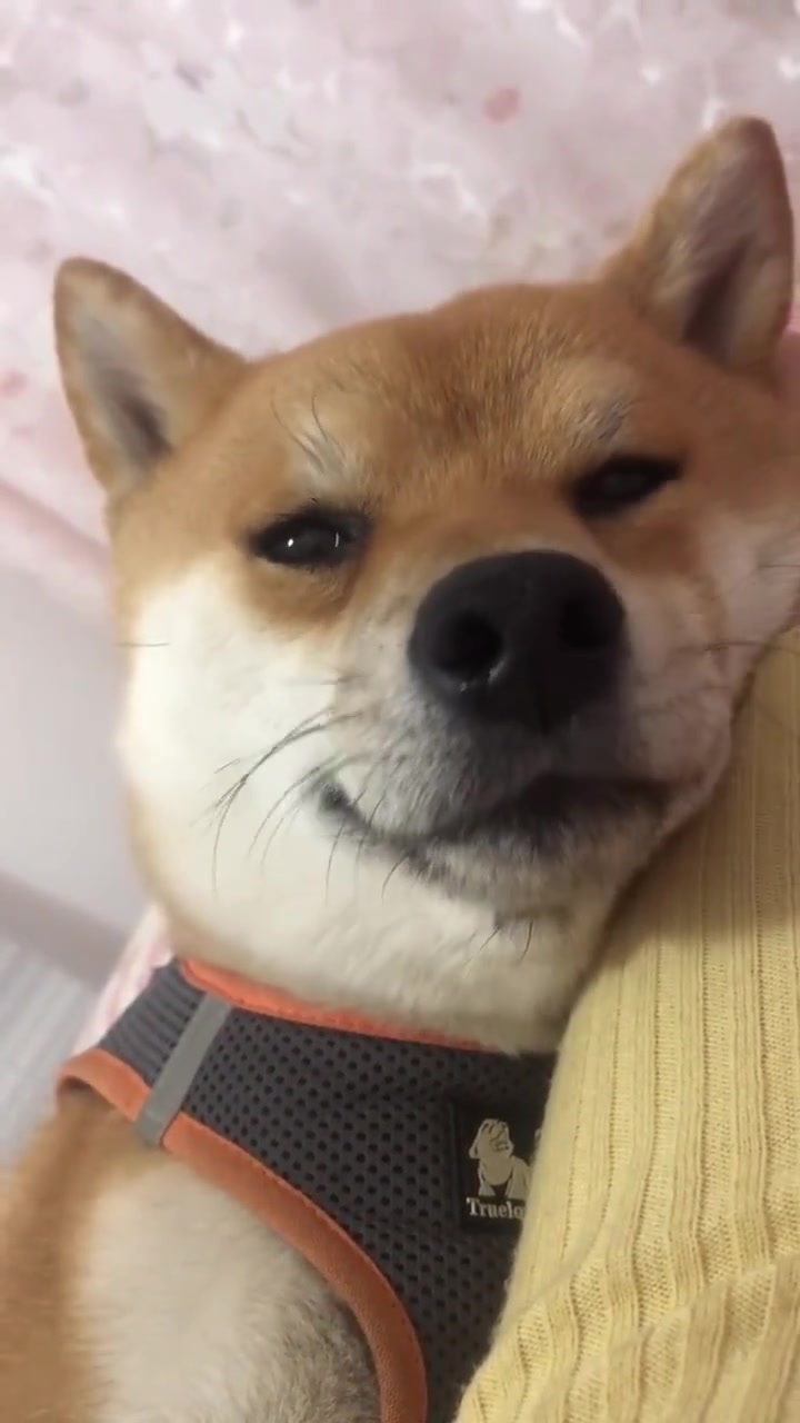 生活不易狗子叹气