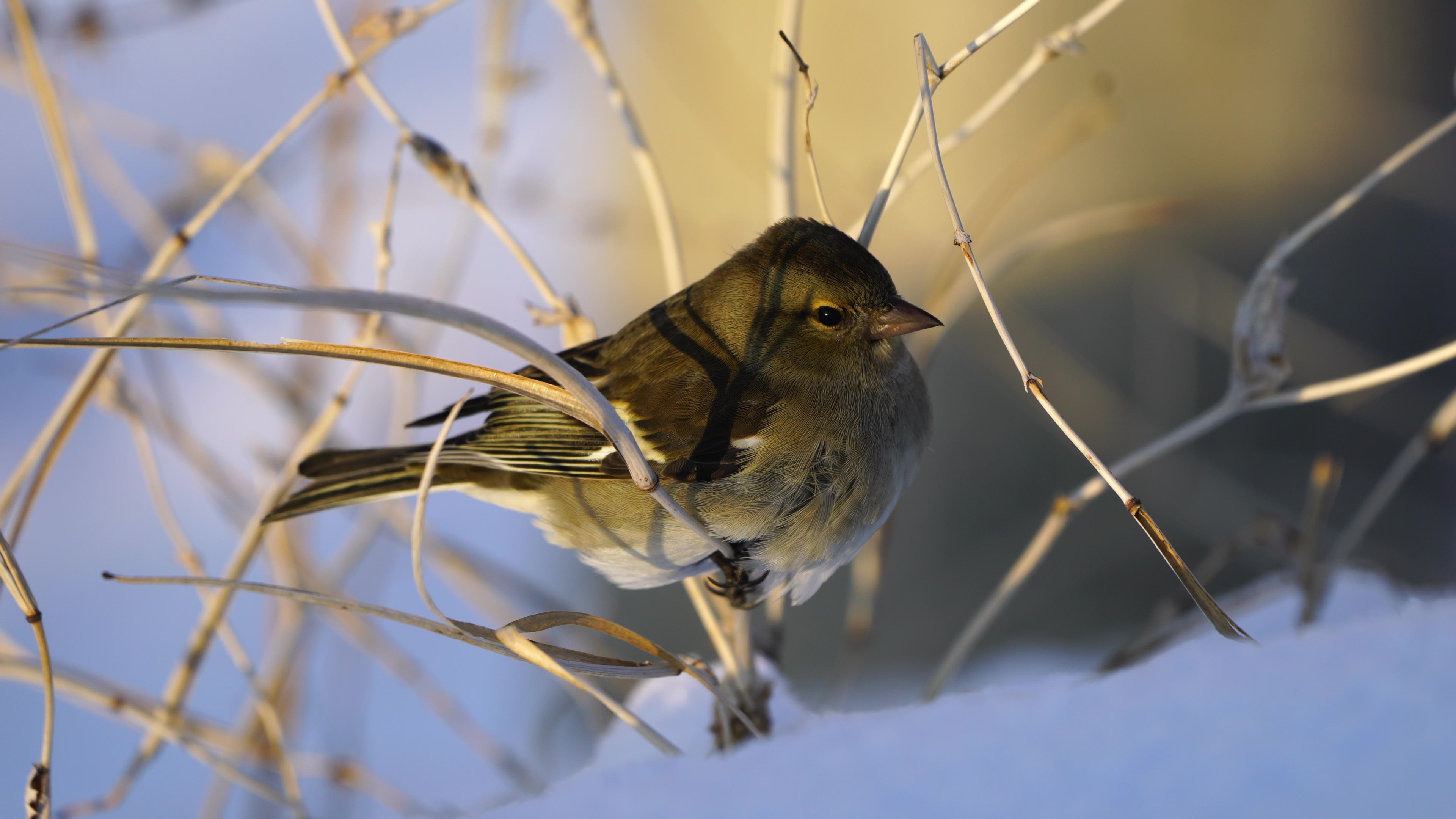 common chaffinch 苍头燕雀 新疆玛纳斯河谷_哔哩哔哩_bilibili