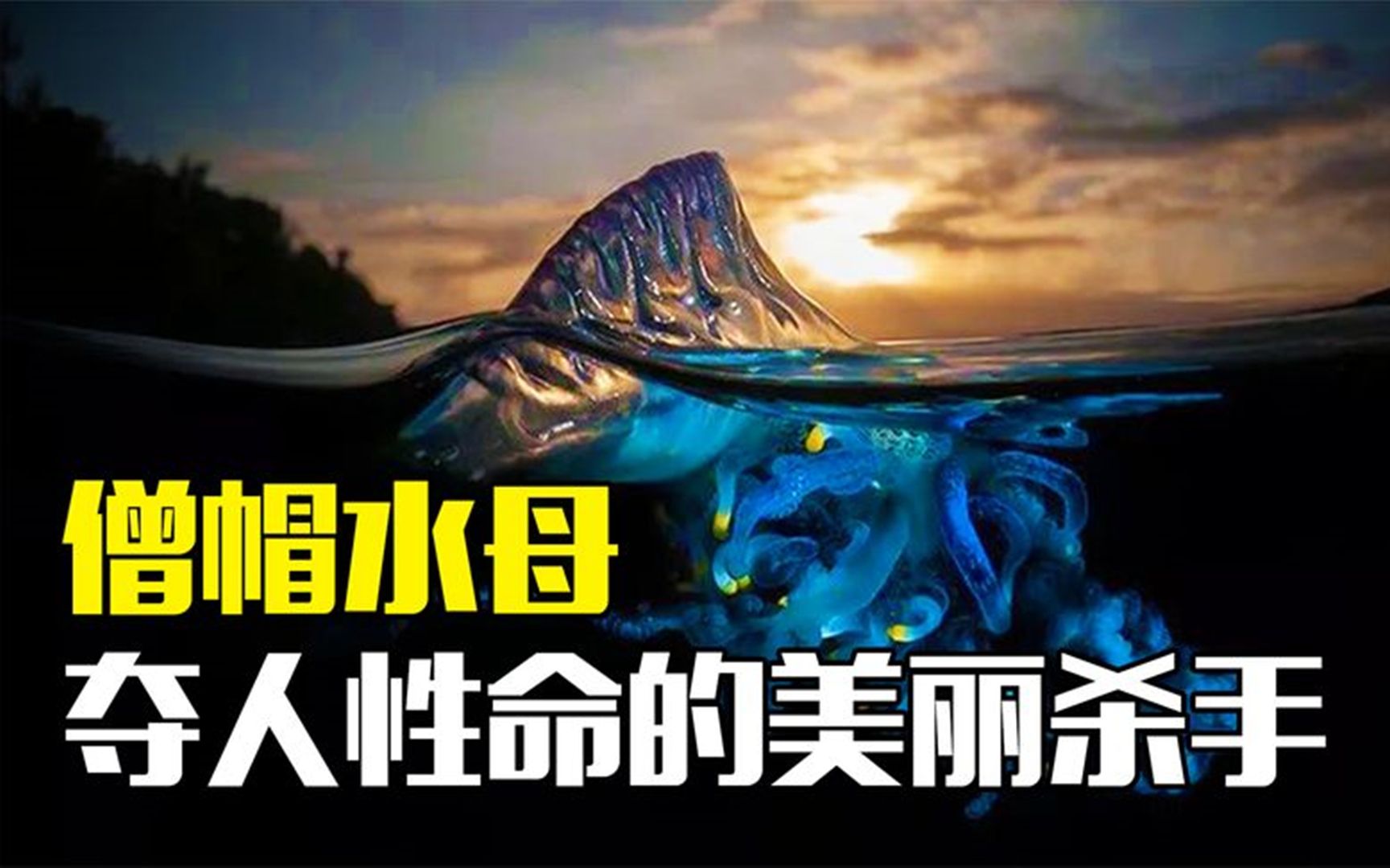 美丽却要命的僧帽水母:长相神似塑料袋身有剧毒,拥有10米长触手