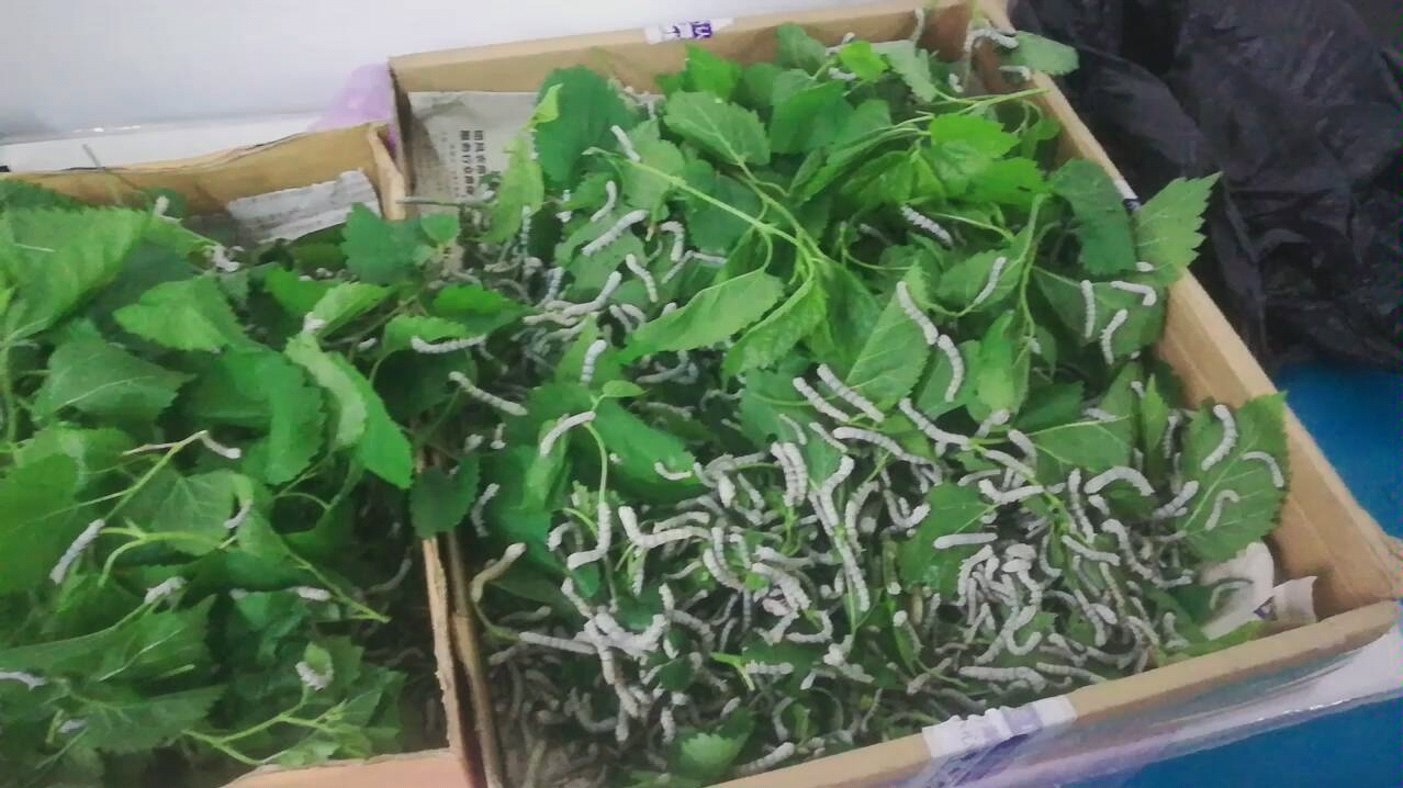 老师给的蚕卵孵出来了并长了很大,目测可以撸了.