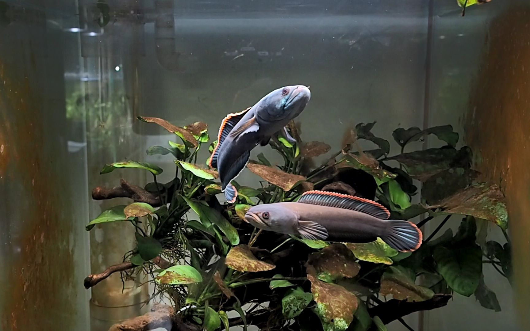 活动作品火背雷龙鱼生猛吃相