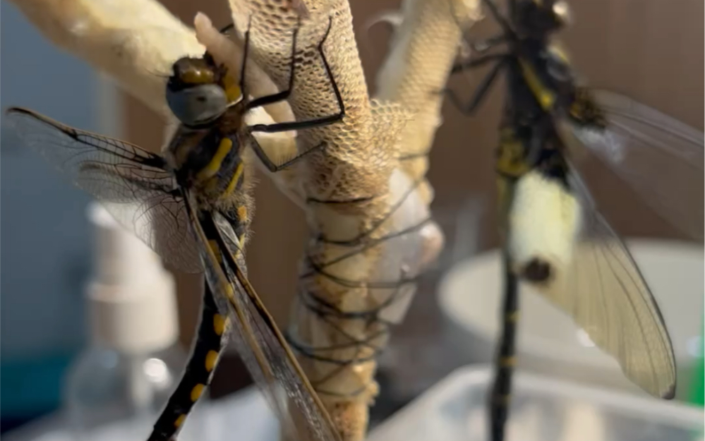 喂食缘斑毛伪蜻