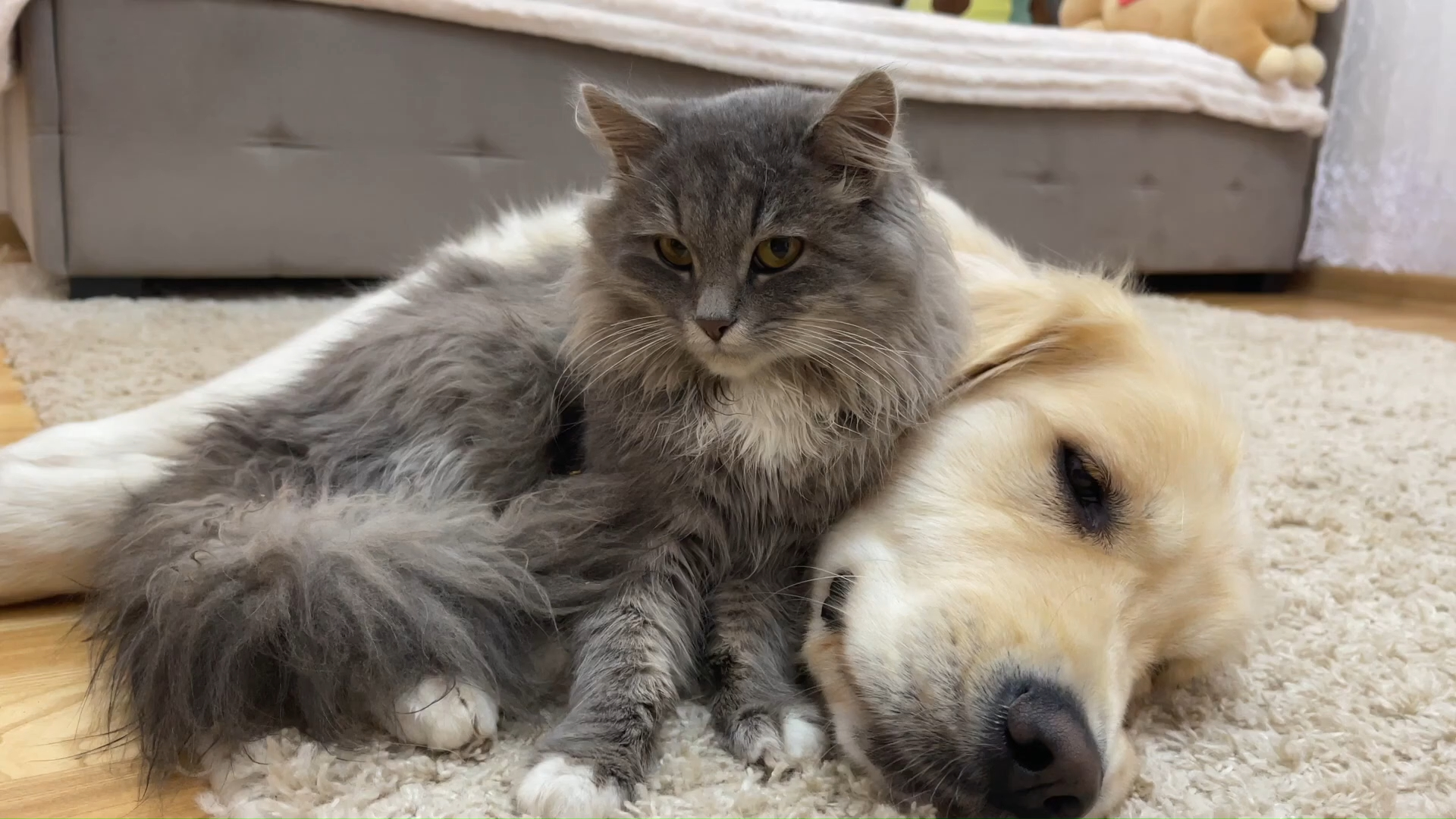 可爱的小猫和金毛是最好的朋友