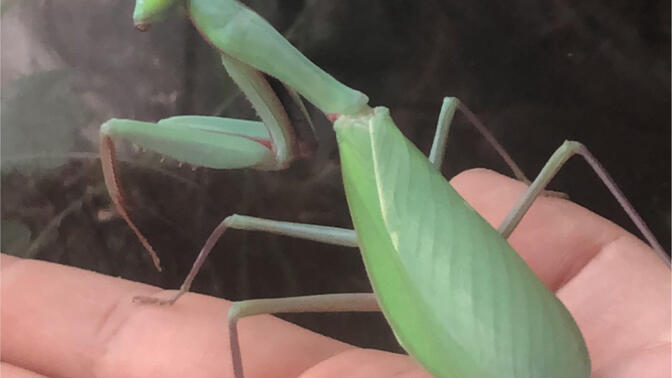 养一只澳宽螳螂,记录从小到大