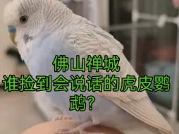 Descargar video: 佛山禅城有人捡到会说话的虎皮鹦鹉吗？最明显特征学玄凤鹦鹉单音鸣叫，爱说姐姐 飞机 鸡哔你等。如有捡到的，必有重谢！感激不尽