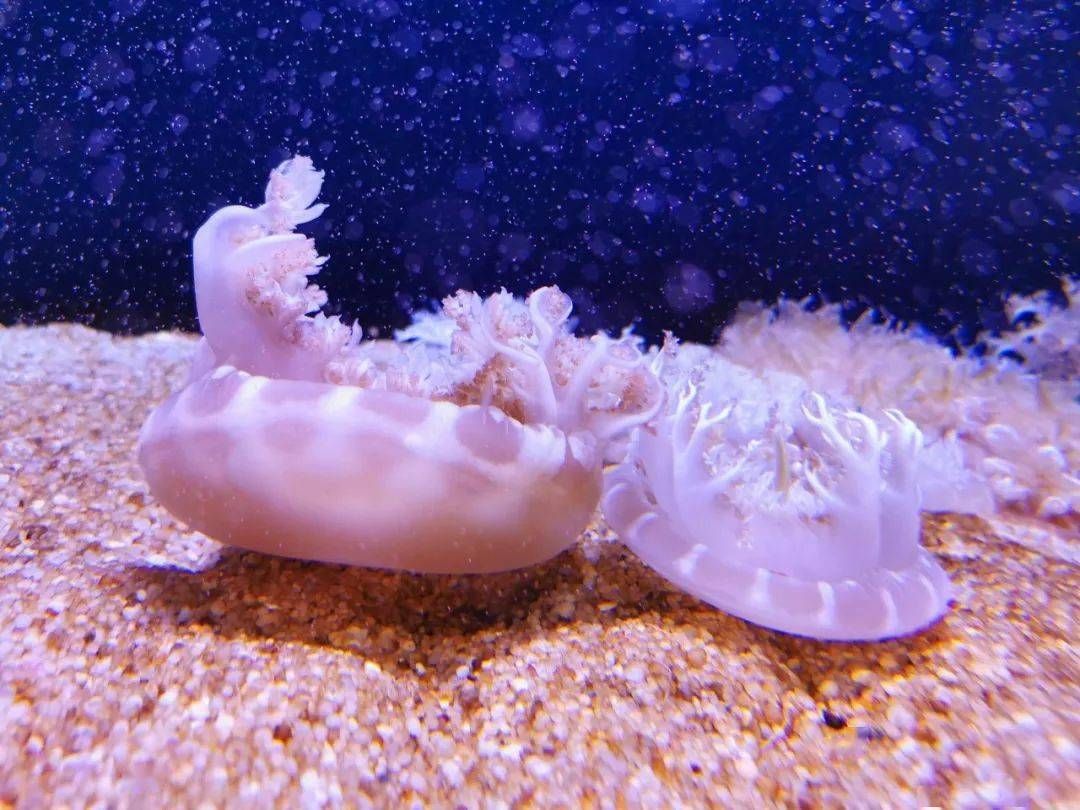 海月水母,巴布亚水母,倒立水母,赤月水母.