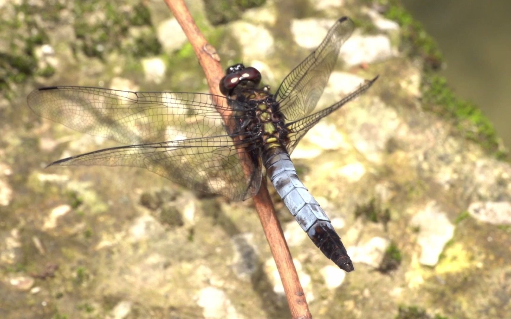 【生物记录/蜻蜓】鼎脉灰蜻_哔哩哔哩_bilibili