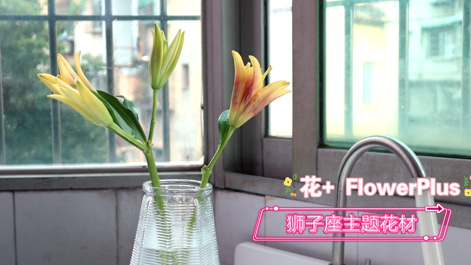 【插花】花+ FlowerPlus 2021年狮子座花哔哩哔哩bilibili