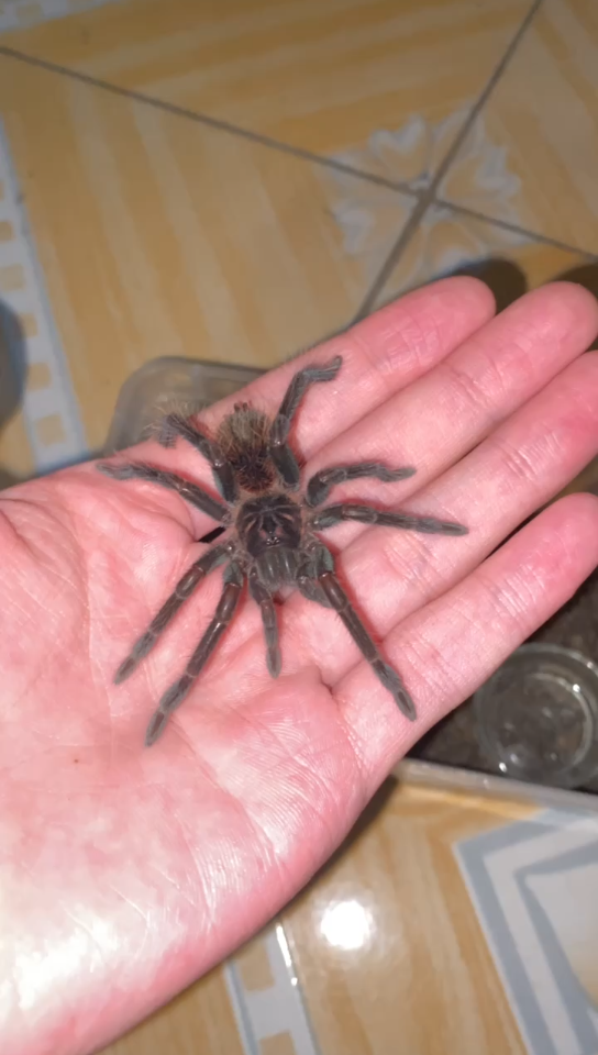 多可爱的毛蜘蛛