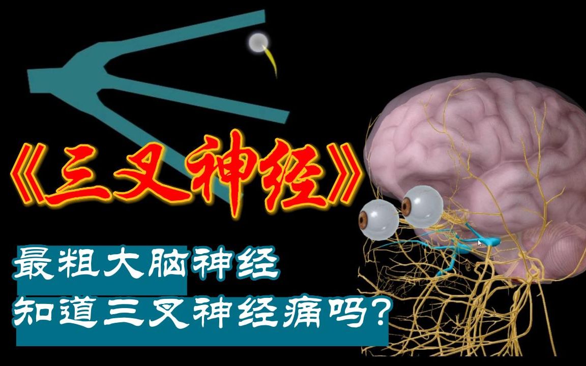 12对脑神经,三叉神经是最粗大的一对,人体解剖学神经系统哔哩哔哩bilibili