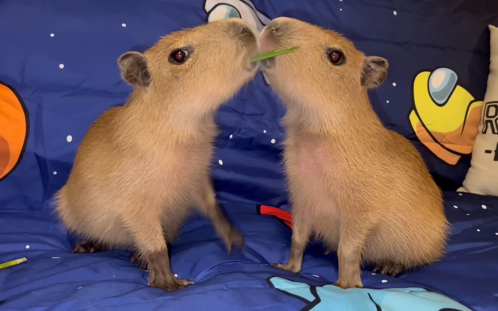 可爱捏,快来看水豚亲亲