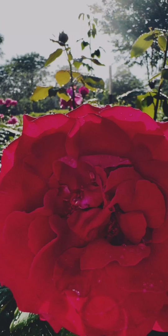 94花瓣飘落,心情美丽