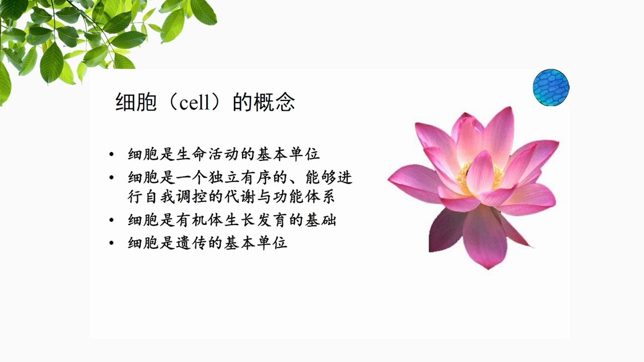 [图]第一章 植物细胞