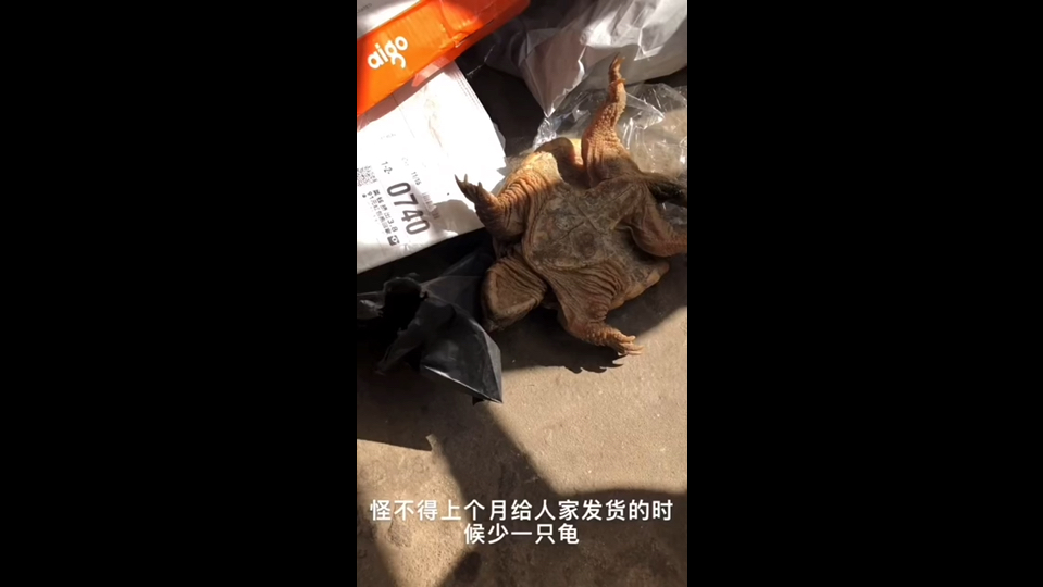 关爱动物，人人有责，乌龟逃跑，在黑暗的地方找找有惊喜！