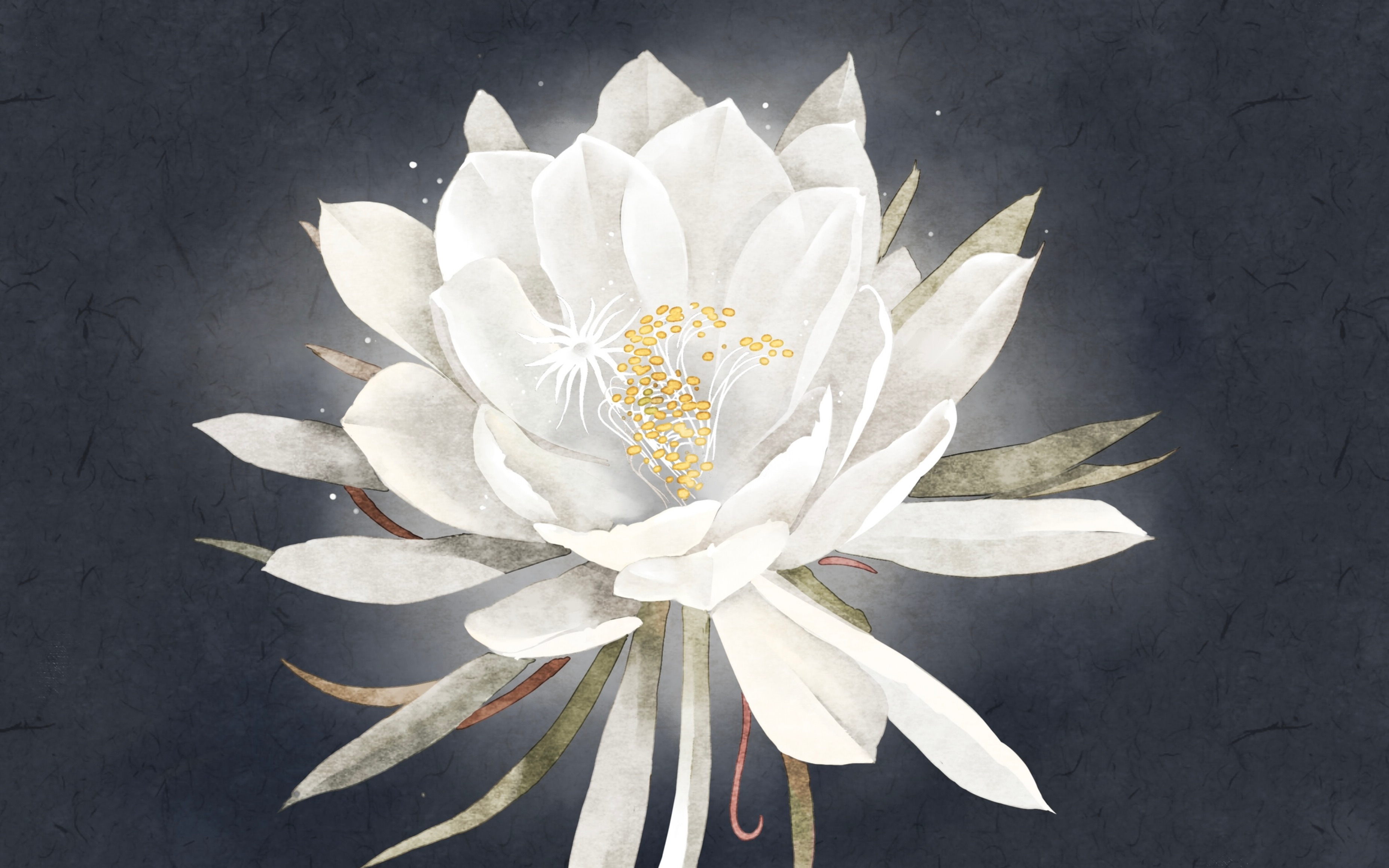 【sai水彩】昙花一现绘制过程,带讲解蒙版的运用,零基础必看_哔哩哔哩