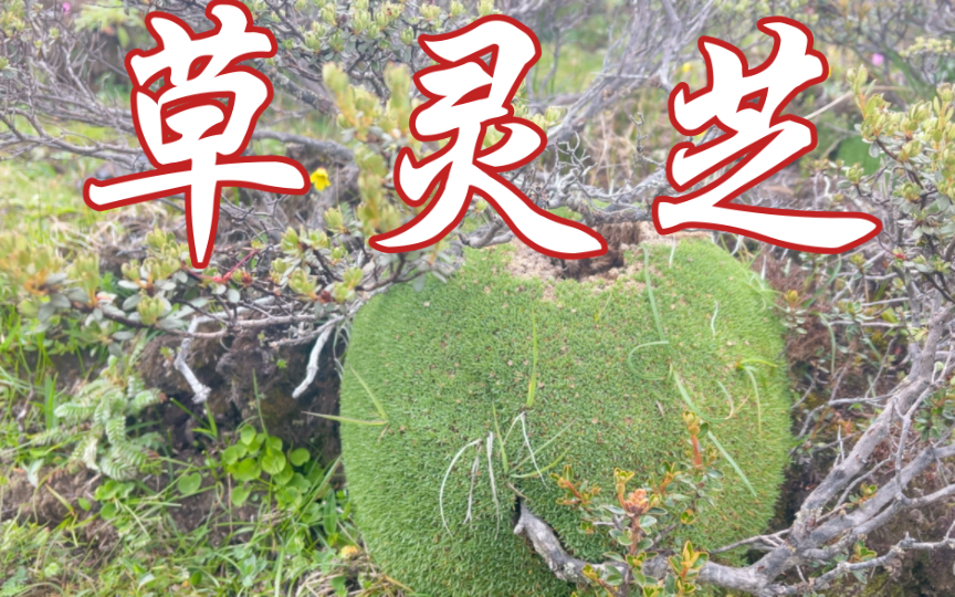 草灵芝:大自然的宝藏,健康的守护者!
