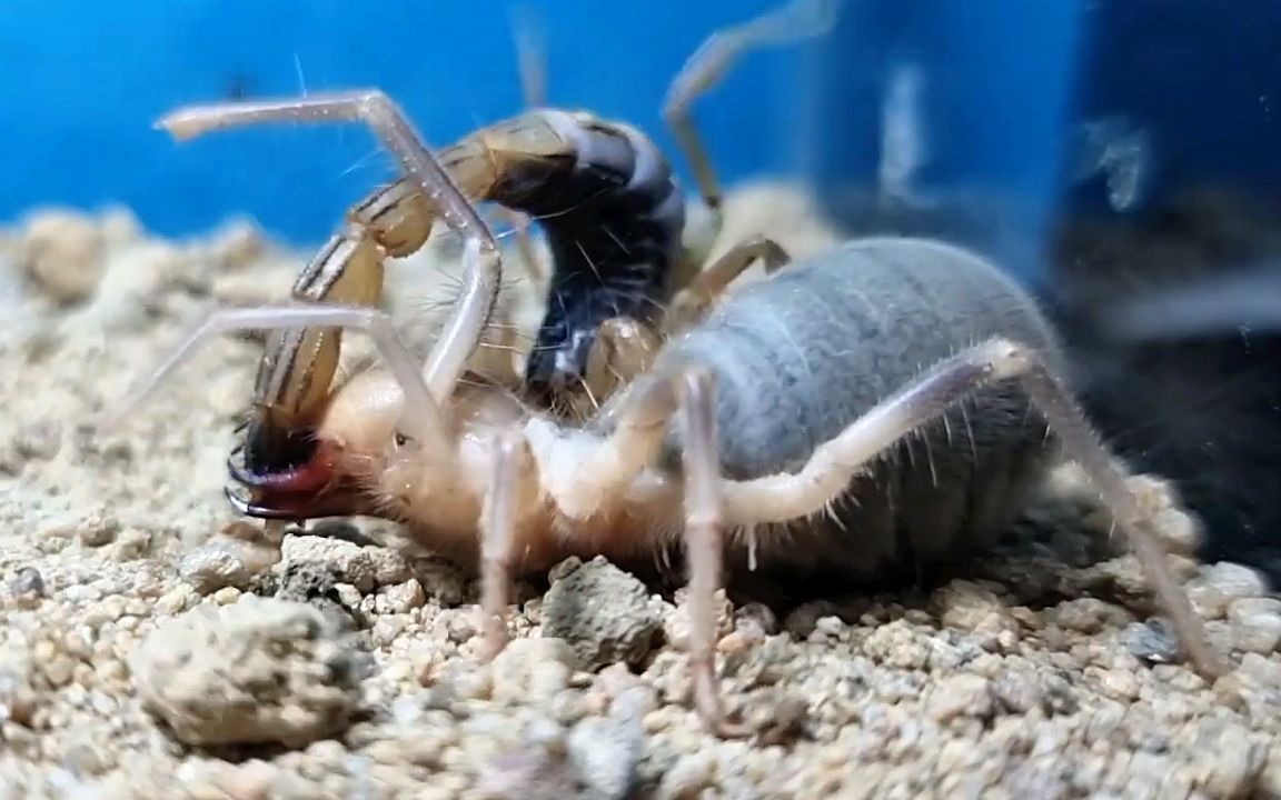 避日蛛vs蝎子图片