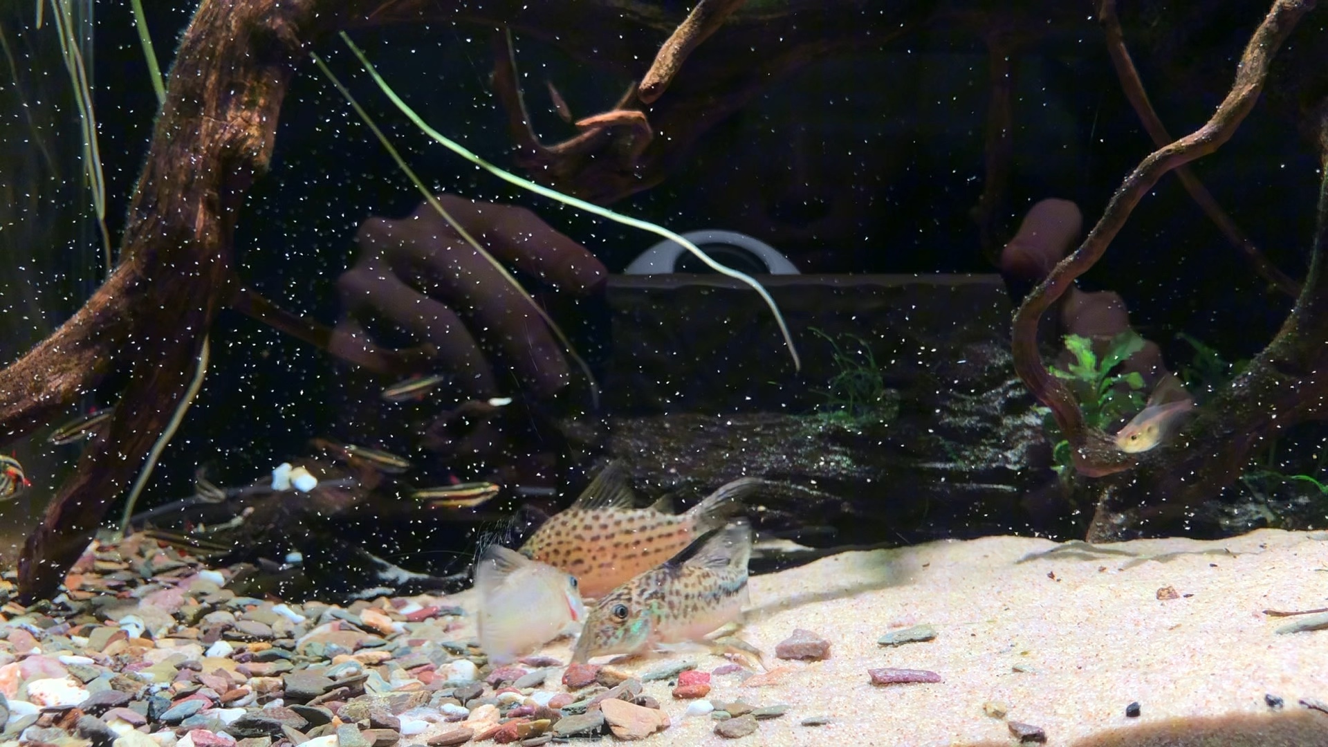 鼠鱼吃食日常(视频出现的品种:半长吻丝鳍,哈特莫夫,尖吻阿奎,黑印血