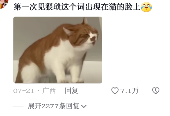 第一次看到猥琐这个词出现在猫的脸上!哔哩哔哩bilibili