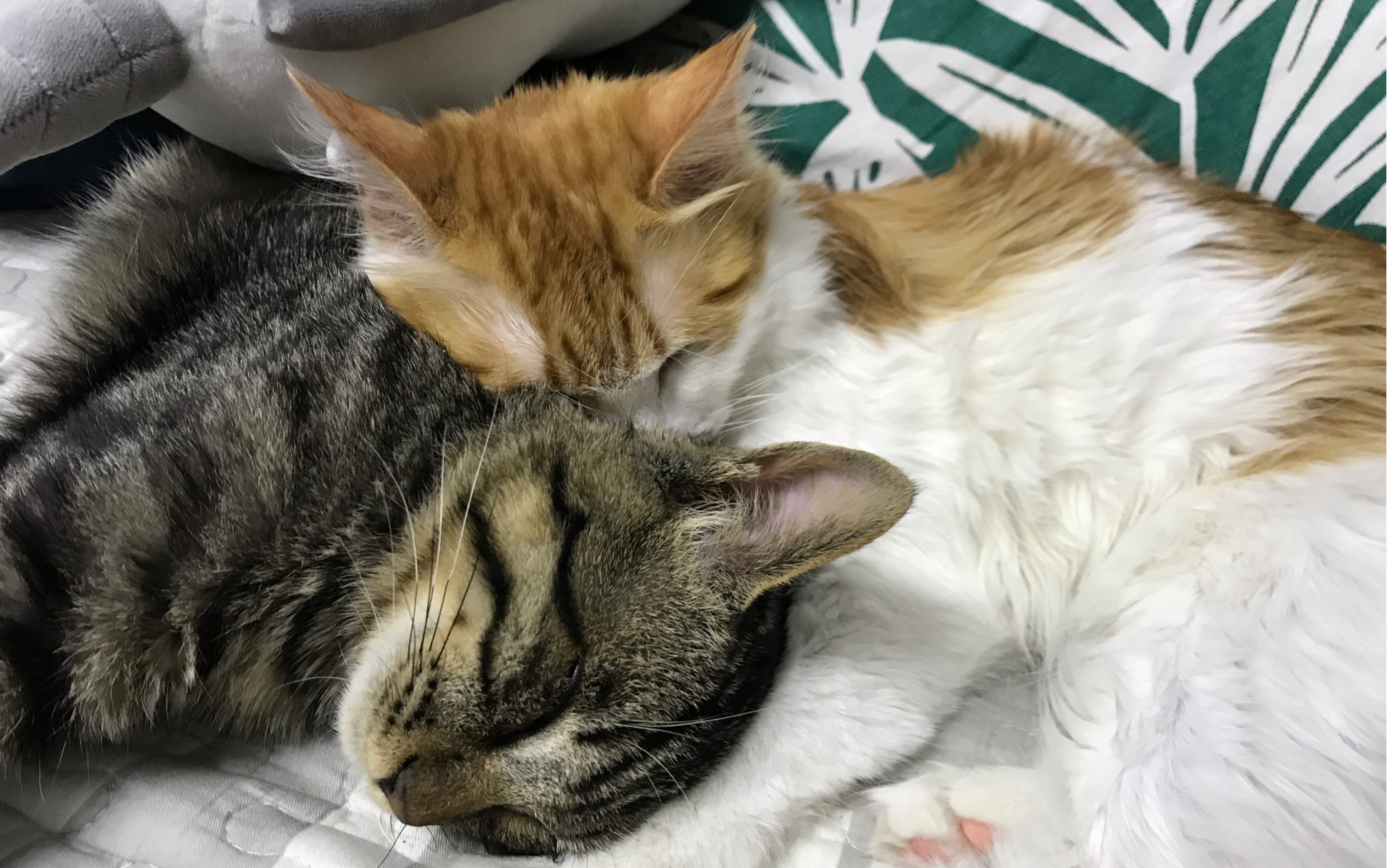 [狸花猫 橘猫] 弟弟和姐姐互相洗脸