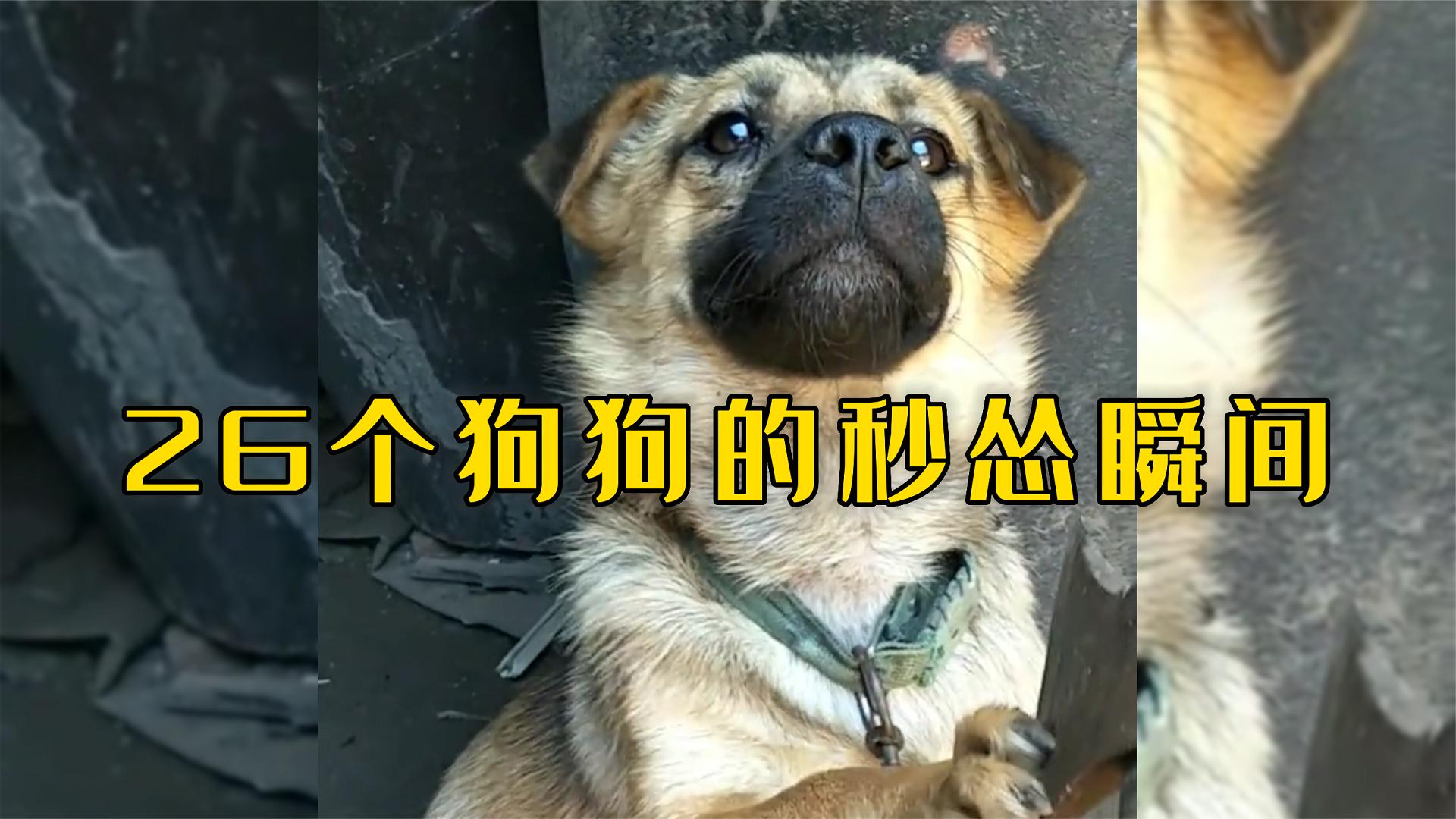 爆笑合集名场面盘点:26个狗狗的秒怂瞬间,我还是喜欢你那桀骜不驯的