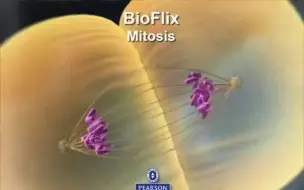 Download Video: Mitosis 有丝分裂 坎贝尔生物学 Campbell Biology