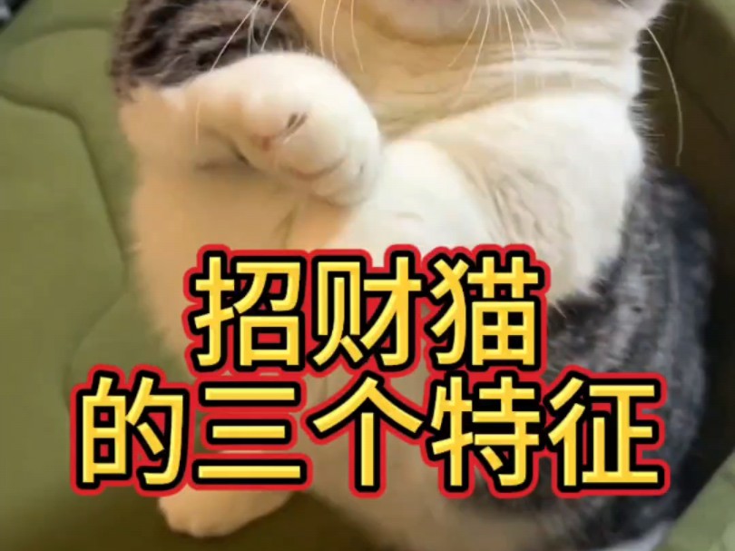 招财猫的三个特征哔哩哔哩bilibili