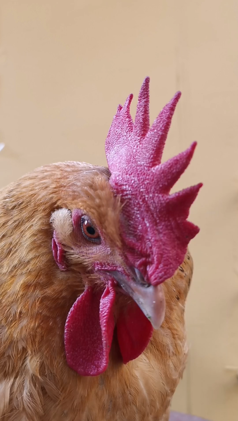 活动  呆萌可爱的咕咕鸡