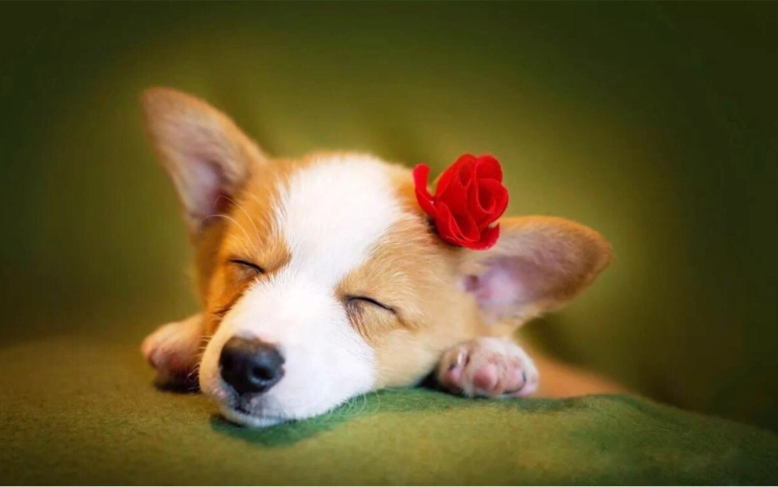 一只柯基边发玫瑰边找媳妇_哔哩哔哩 (゜-゜)つロ 干杯~-bilibili