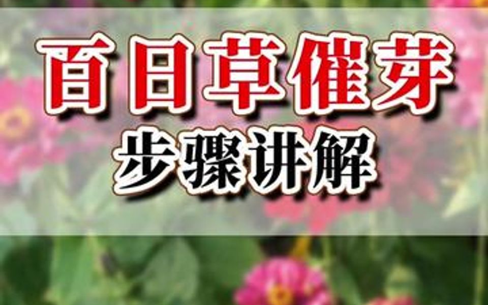 [图]百日草种子催芽法