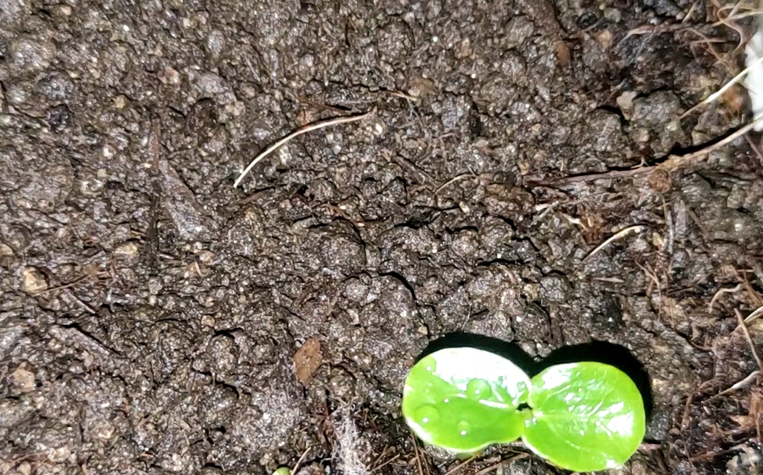 人在广州停工第18天,种的百香果都发芽了