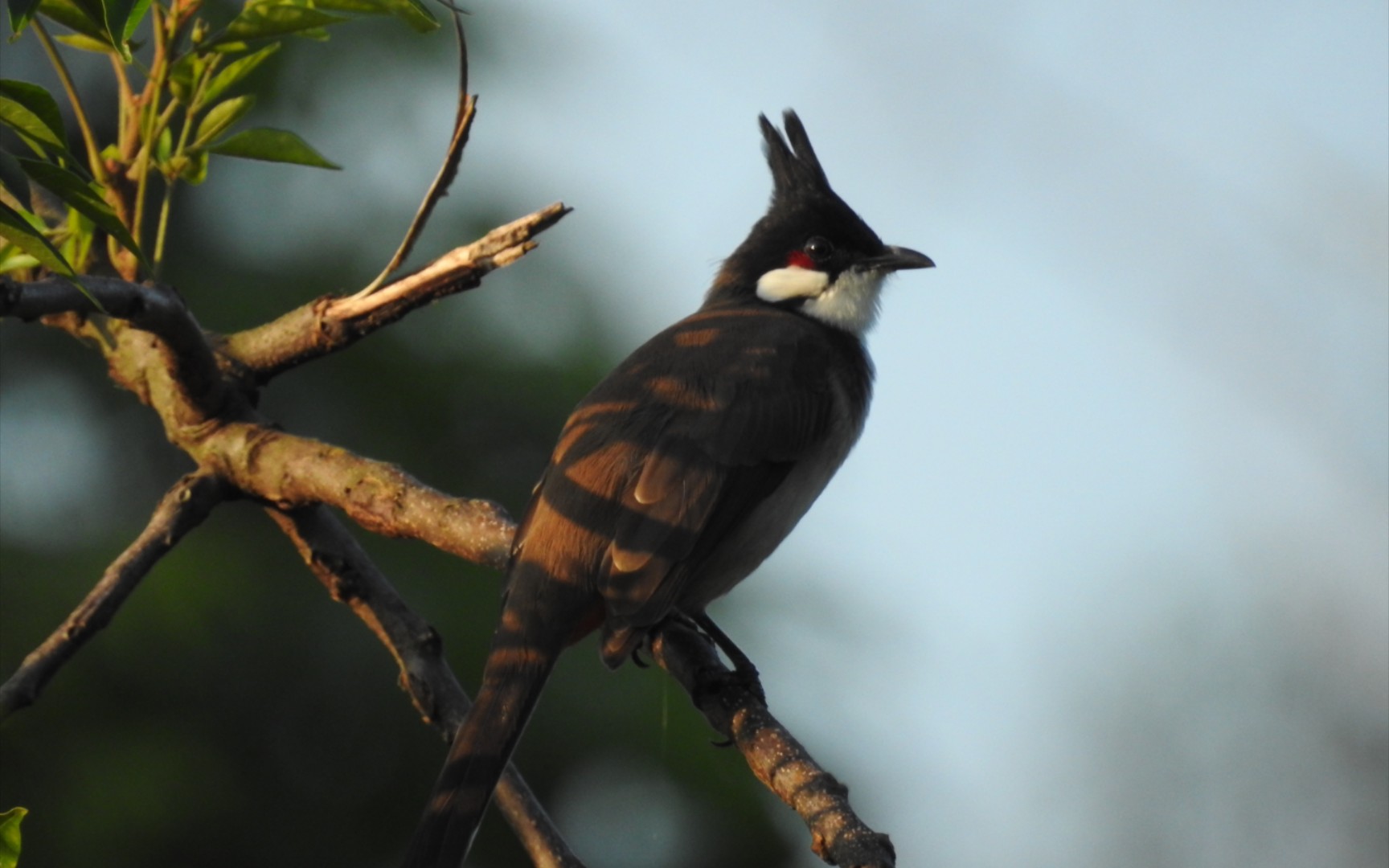 夕阳下的红耳鹎