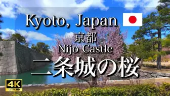 Download Video: 日本旅游 京都二条城的樱花