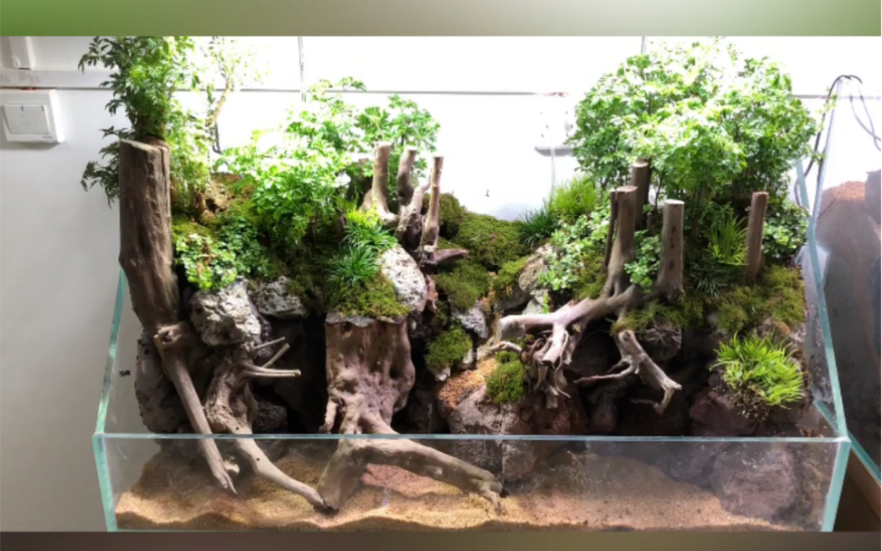 水陆缸沉木造景教程_哔哩哔哩_bilibili