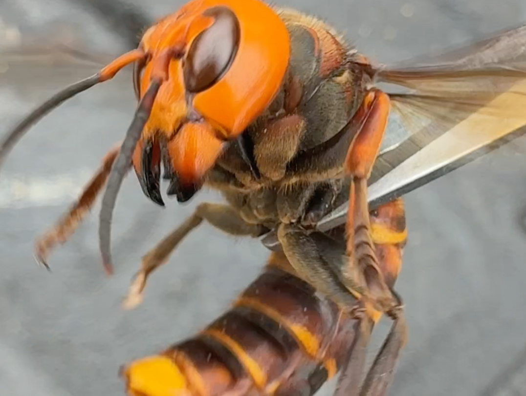 金环虎头蜂俗称"地雷蜂"