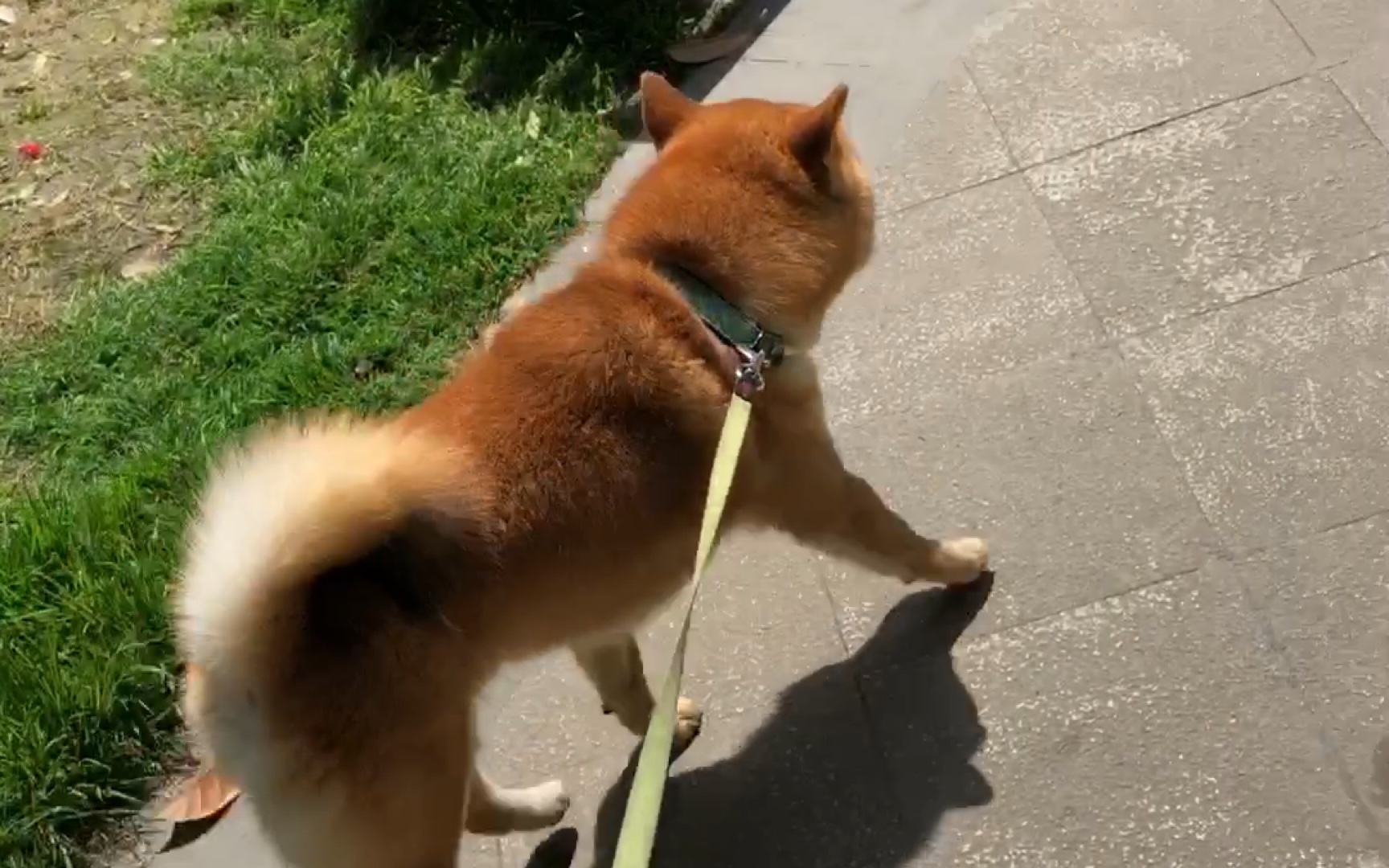 【财财柴犬】日常遛狗的一天,春天的时候要出来晒晒太阳