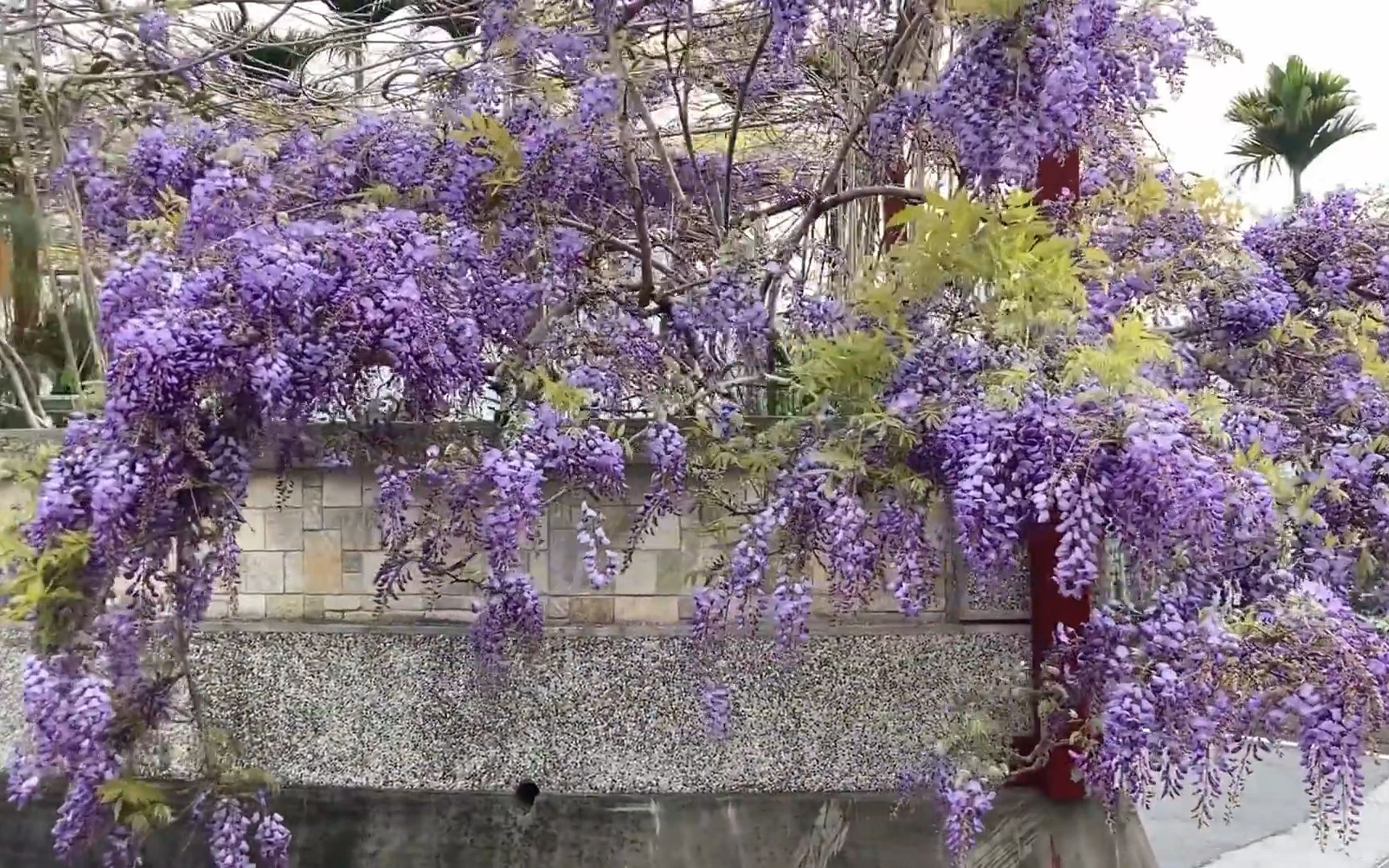 [图]瑞里紫藤花海，6大紫藤景点，国产紫藤花开的又多又美的门道