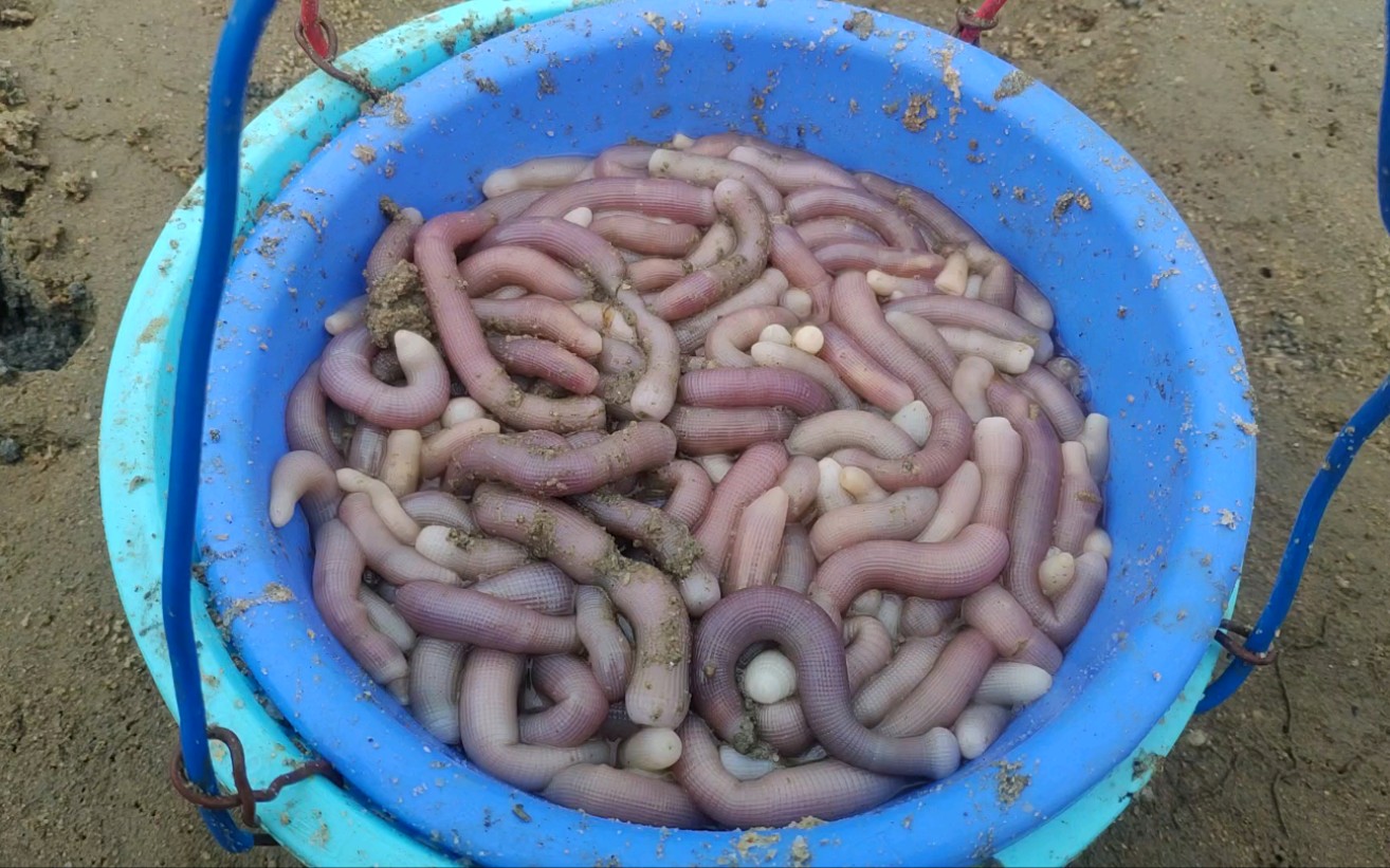 湛江鲜沙虫