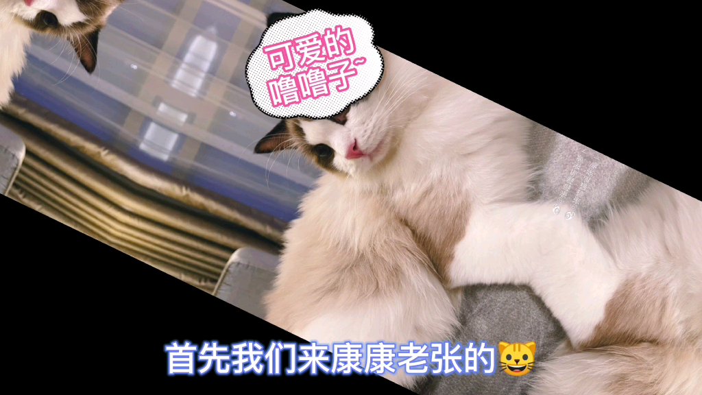 [兴迪]关于猫猫的名字~哔哩哔哩bilibili