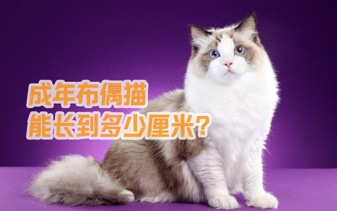 成年布偶猫能长到多少厘米?哔哩哔哩bilibili