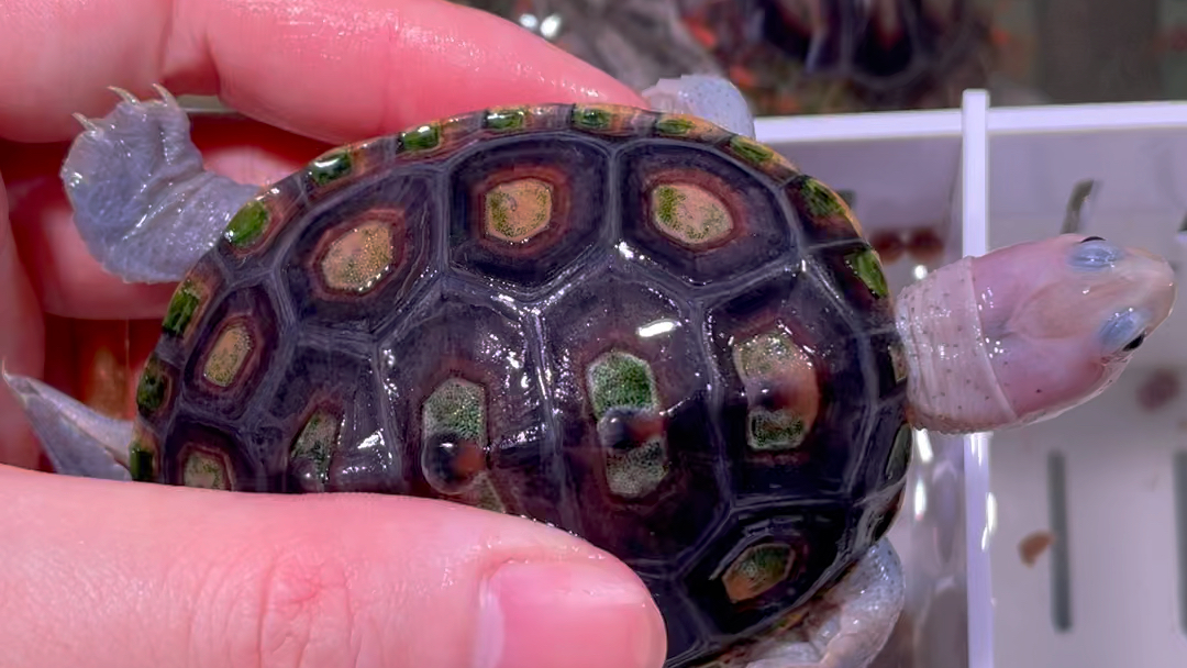 锦钻钻纹龟苗子分享#钻纹龟 #乌龟 #萌宠出道计划 #爬宠 #萌宠