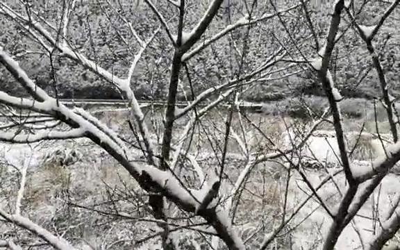 福建山城雪景,2022年第一场大雪,白雪皑皑,难得一见的雪天一体哔哩哔哩bilibili