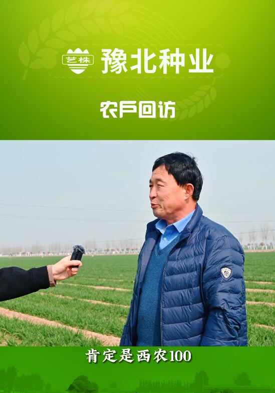 种麦,还得选择西农100,这是广大农户心声.