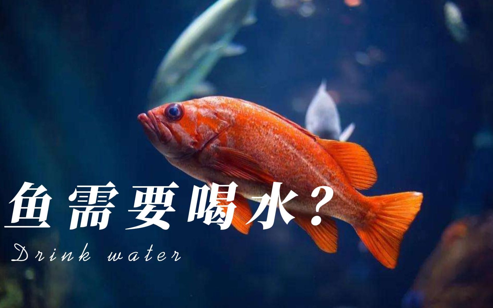 鱼需要喝水吗?哔哩哔哩bilibili