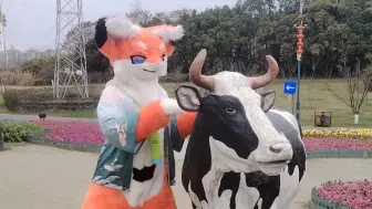 Tải video: 【Fursuit】我们在一起！在湿地公园里疯玩的洛洛